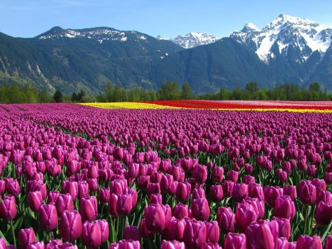 Millions in Bloom: Kashmir's Tulip Garden Prepares for Dazzling Display with 17 Lakh Flowers