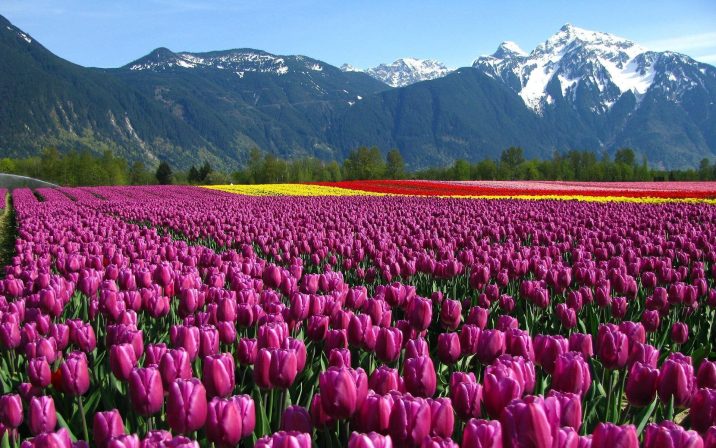 Millions in Bloom: Kashmir's Tulip Garden Prepares for Dazzling Display with 17 Lakh Flowers