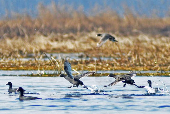 Hokersar – Where Nature, Culture, and Adventure Come Together in Kashmir