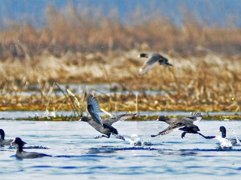 Hokersar – Where Nature, Culture, and Adventure Come Together in Kashmir
