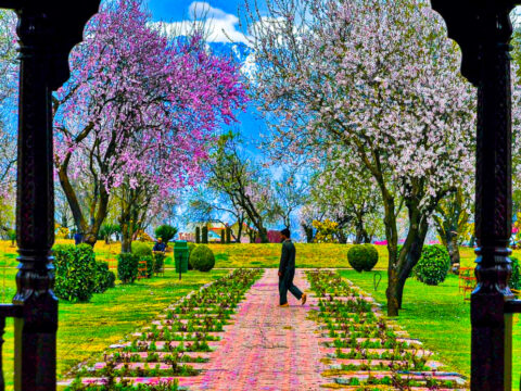 Blossoming Splendor: A Complete Guide to Srinagar’s Badamwari Garden – Kashmir’s Almond Paradise in Spring