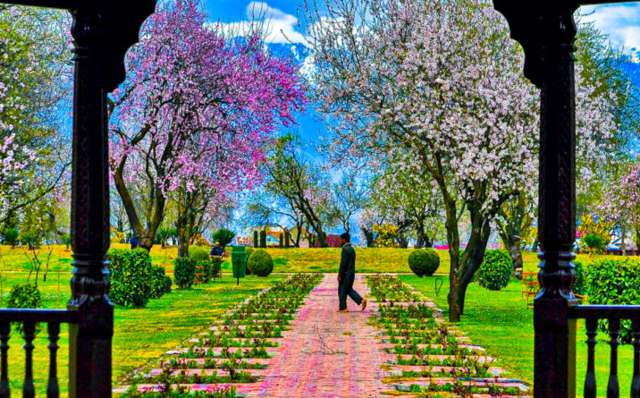 Blossoming Splendor: A Complete Guide to Srinagar’s Badamwari Garden – Kashmir’s Almond Paradise in Spring