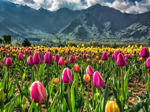 Kashmir’s Tulip Festival: 6 Captivating Experiences to Embrace Paradise on Earth