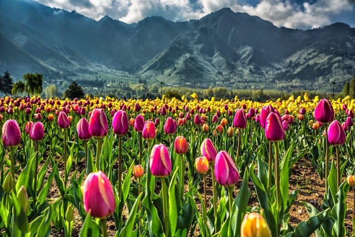 Kashmir’s Tulip Festival: 6 Captivating Experiences to Embrace Paradise on Earth