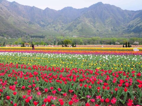 Tulip Festival Srinagar 2026: Dates, Tickets & Spring Tours in Kashmir