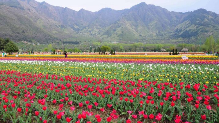 Tulip Festival Srinagar 2026: Dates, Tickets & Spring Tours in Kashmir