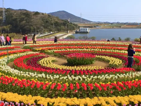 Kashmir Tulip Festival 2026: India’s Most Colorful Spring Escape You Can Experience for Just ₹20,500