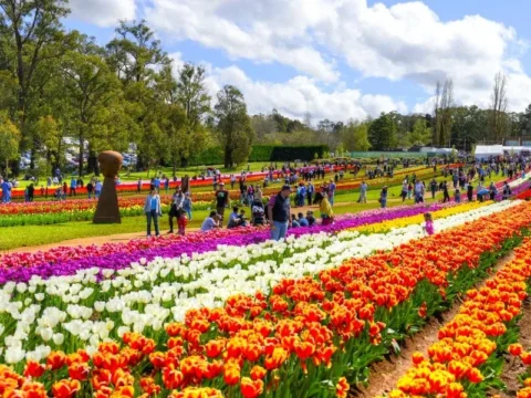 Kashmir Tulip Festival 2026 | Kashmir honeymoon packages | Srinagar travel packages