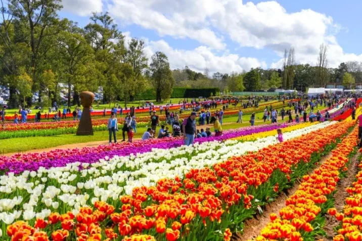 Kashmir Tulip Festival 2026 | Kashmir honeymoon packages | Srinagar travel packages