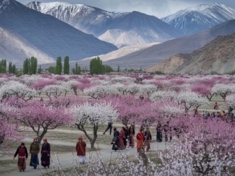 Experience Blossom Season in Ladakh – A Hidden Alternative to Japan