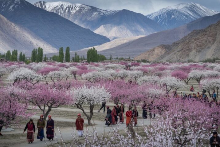 Experience Blossom Season in Ladakh – A Hidden Alternative to Japan