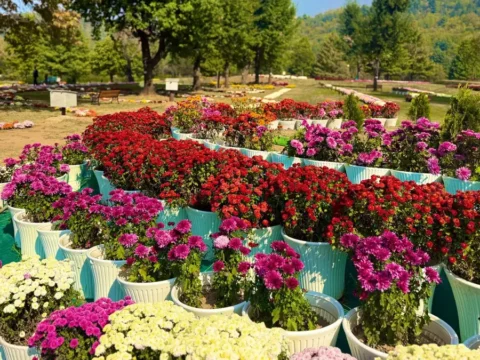 Beyond Tulips: Kashmir Unveils a New Autumn Attraction with 3.5 Lakh Chrysanthemum Plants