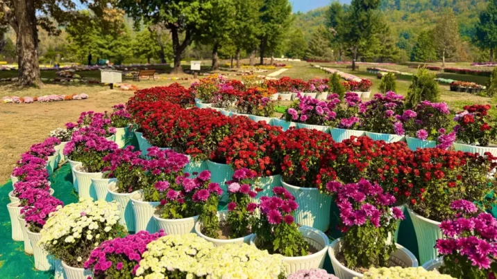 Beyond Tulips: Kashmir Unveils a New Autumn Attraction with 3.5 Lakh Chrysanthemum Plants